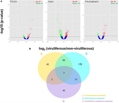 Transcriptome Profiling of the Whitefly Bemisia tabaci MED in Response to Single Infection of Tomato yellow leaf curl virus, Tomato chlorosis virus, and Their Co-infection